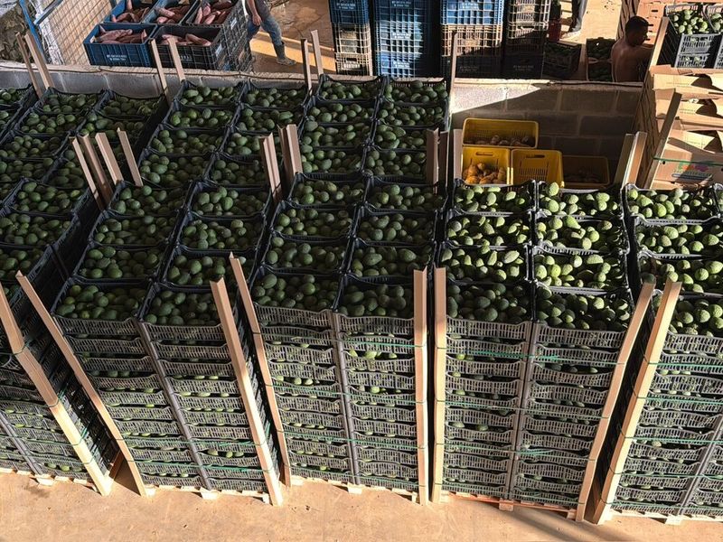 Paletes com caixas de frutas e legumes organizados para expedição